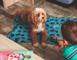 Dog in holiday home let by Haven