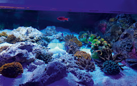 SEA LIFE Blackpool
